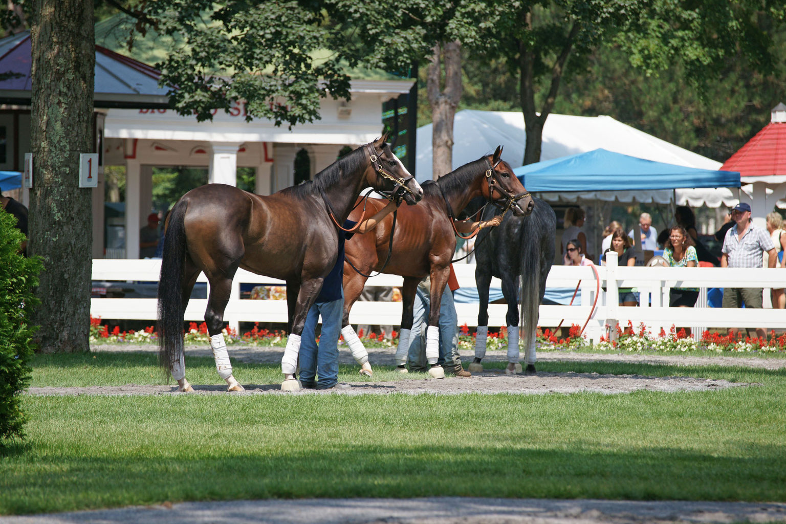 Paddock HorseRacing Images